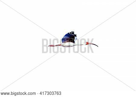 Single Ibis Flying Against White Copy Space.
