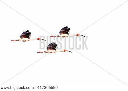 Three Ibis Flying Against A White Copy Space