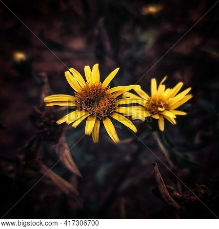 Flower Garden Leaves View In Home Garden