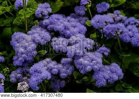 Flower Of The Blue Billygoat-weed, Bluemink, Flossflower Or Blue Danube - Ageratum Houstonianum - In