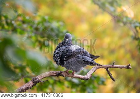 Grey Pigeon Sitting On A Tree Branch On Green Background. Domestic Pigeon Bird And Green Blurred Nat