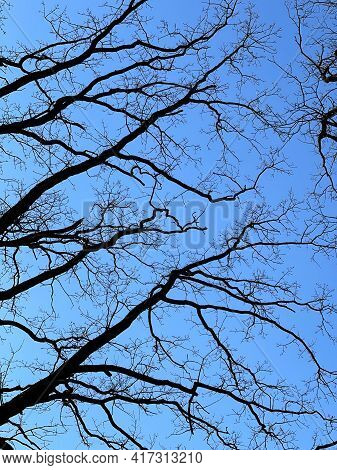 Bare Trees In Spring Against A Blue Clear Sky Bottom View.