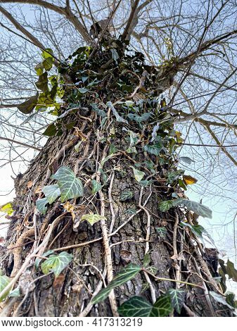 Close Up Of Climbing Ivy On An Old Tree In The Park.