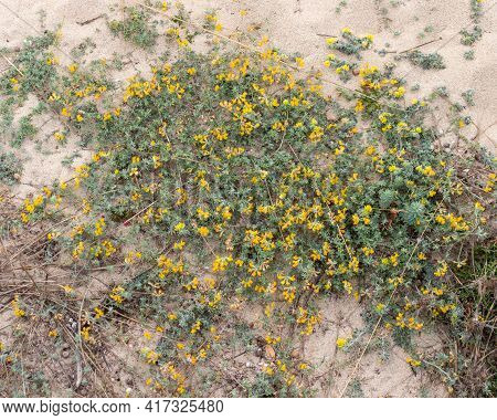 Hippocrepis Balearica Close Up Of Yellow Flower Growing In Sand Dunes Of Cala Mesquida Beach In Mall