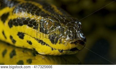 Closeup Phoo Of Boa Anaconda On Dark