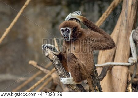 Front View Of Portrait Of Colobinae Monkey Climbing The Tree