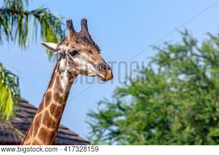 Side View Close-up Of A Giraffe In Front Of Some Big Green Trees