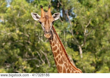 Front View Close-up Of A Giraffe In Front Of Some Big Green Trees