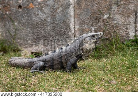 Black Spiny-tailed Iguana Ctenosaura Similis At Uxmal, Yucatan , Mexico