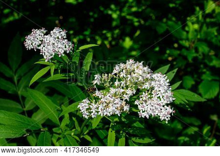 Many Delicate Small White Flowers Of Sambucus Ebulus Plant, Known As Danewort, Dane Weed, Danesblood