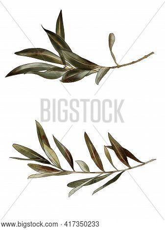 Branch, Flowers Watercolor Painting. Branch, Bush, Leaf, Sheet, Branch, Plants, Plant, Nature.