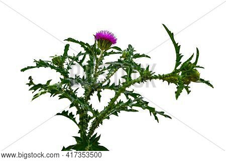 Growing Onopordum Algeriense Bush Isolated On White Background. Wild Thistle Plant With Purple Flowe