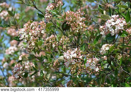 Shrub With Many Delicate White Flowers Of Viburnum Carlesii Plant Commonly Known As Arrowwood Or Kor