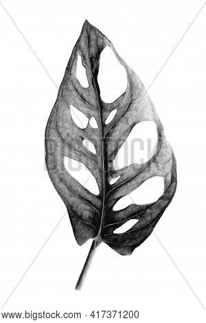 Tropical Leaf Of Monstera Adansonii Also Called Monstera Monkey Isolated On A White Background. Imag
