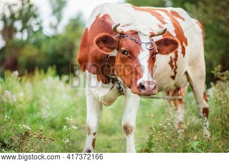Close-up Of An Ayrshire Dairy Cow Grazing In The Meadow Of A Large Dairy Farm.