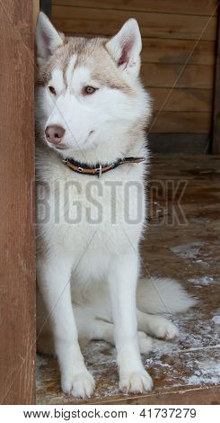 Siberian Husky hunderacen