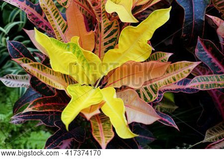 Multi-color Leaves Of Croton Nervia Plant, A Beautiful Tropical Houseplant