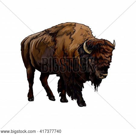 Bison, Buffalo From A Splash Of Watercolor, Colored Drawing, Realistic. Vector Illustration Of Paint