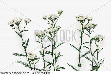 Blooming Achillea Millefolium ( Common Names: Yarrow Or Common Yarrow ) On Light Background. Top Vie