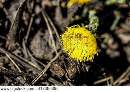 Yellow And Pretty Flowers Of Coltsfoot (tussilago Farfara)