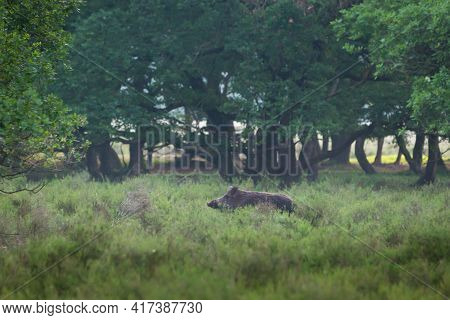 Wild Boar Eating In The Forest In The Netherlands
