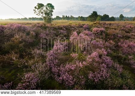 Blooming Heather In The Morning In The Netherlands