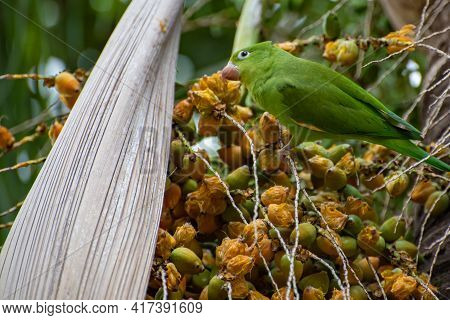 Maritaca Bird From Brazil, Beautiful Bird In Brazil Feeding On Coconut, Selective Focus.