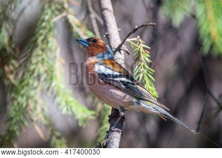 Common Chaffinch, Fringilla Coelebs, Sits On A Branch In Spring On Green Background. Common Chaffinc