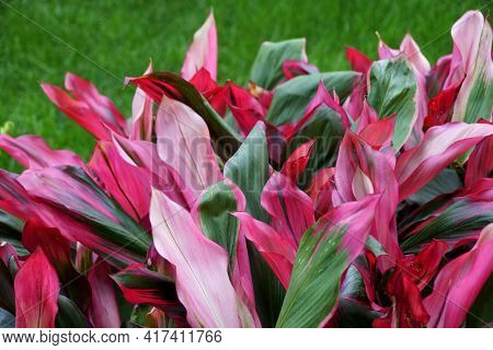 Red, Green Black Color Foliage Of Ti-plant 'bolero' Plants