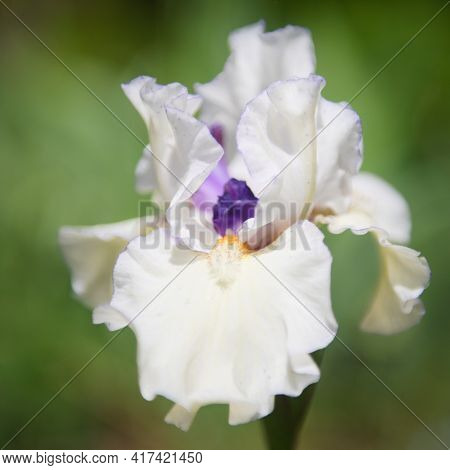 Closeup Of Flower Intermediate Bearded Iris  Nevicata In Garden. A Plant With Impressive Flowers, Ga
