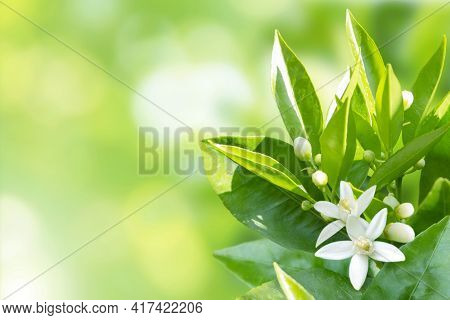 Citrus White Flowers In The Corner Of Spring Blurred Sunny Background. Orange Tree In Bloom. Neroli 