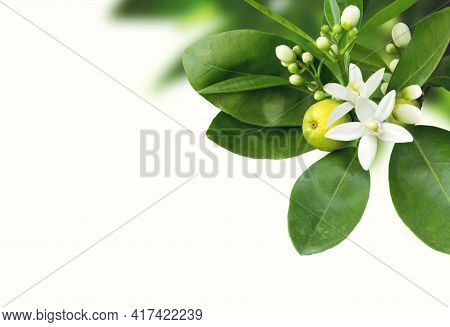 Branch Of Orange Tree With White Fragrant Flowers, Buds, Leaves And Fruit Isolated On White. Neroli 