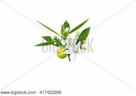 Branch Of Orange Tree With White Fragrant Flowers, Buds, Leaves And Fruit Isolated On White. Neroli 