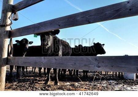 Vaches