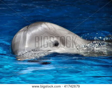 Dauphin