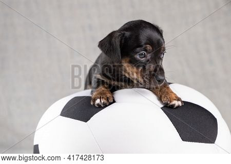 Jack Russell Terrier Puppy Lies On A Soft White With Black Toy Ball, 5 Weeks Old Brindle Dog. In Fro