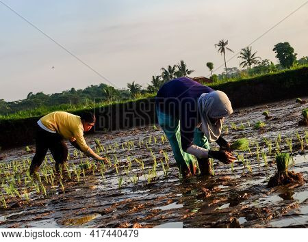 Portrait Of Indonesian Farmer In Fields, Sumedang, Indonesia (26-04-2021)