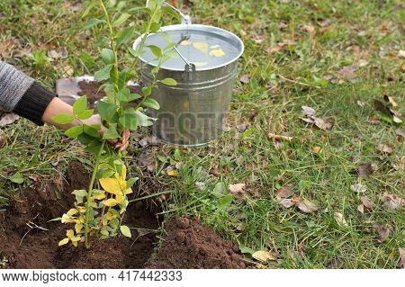 Gardener Supports Blueberry Seedling Before Watering. Planting And Caring For Plants In Autumn