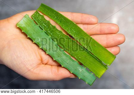 Woman Hand Holding Aloe Vera Plant. Natural Aloe Vera. Succulent Plant.