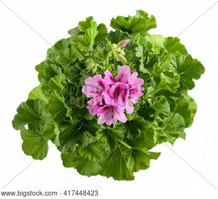 Geranium Plant With  Flowers  Isolated On White Background