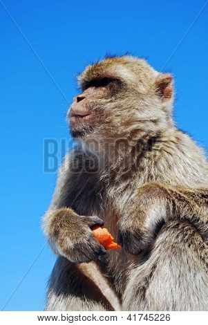 Barbary ape, Gibraltar.