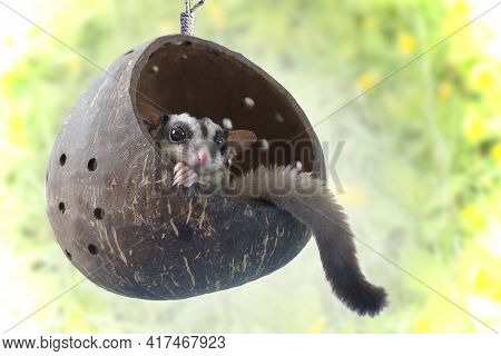 Little Sugarglider Sits On Hanging Chair Made Of Coconut Balls.