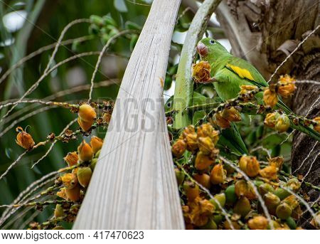 Maritaca Bird From Brazil, Beautiful Bird In Brazil Feeding On Coconut, Selective Focus.