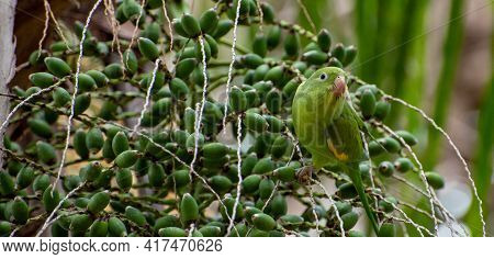 Maritaca Bird From Brazil, Beautiful Bird In Brazil Feeding On Coconut, Selective Focus.