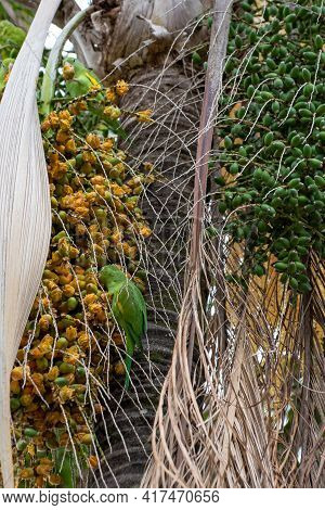 Maritaca Bird From Brazil, Beautiful Bird In Brazil Feeding On Coconut, Selective Focus.