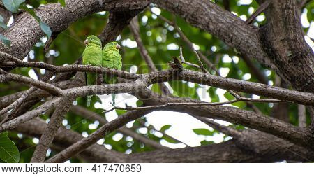 Maritaca Bird From Brazil, Couple Of Birds In Brazil In Love, Selective Focus.