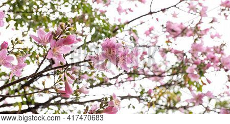 Pink Flowers On A Beautiful Tree In Autumn In Brazil, Selective Focus.