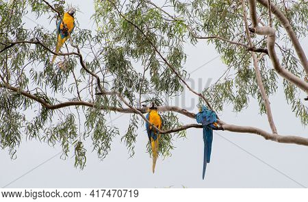 Macaws, Beautiful Birds From Brazil Called Arara In Their Natural Habitat, Selective Focus.