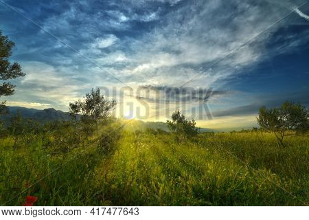 Sunrise At Olive Groin In Paklenica Starigrad Croatia Backlight On Meadow