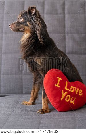 Brown Russian Toy Terrier Dog Lying On Couch With Soft Toy Heart. Valentine Day.